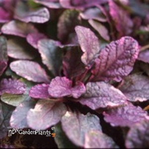 'Burgundy Glow' Bugleweed