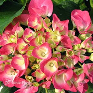 'Cityline Paris' Hydrangea