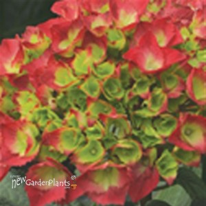 'Cityline Paris' Hydrangea