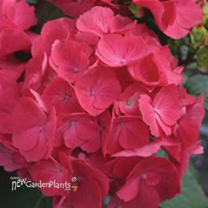 'Cityline Paris' Hydrangea