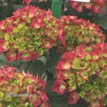 'Cityline Paris' Hydrangea
