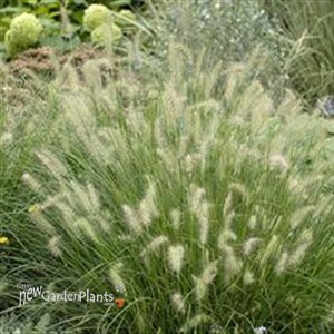Hameln Dwarf Fountian Grass