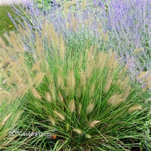 Hameln Dwarf Fountian Grass