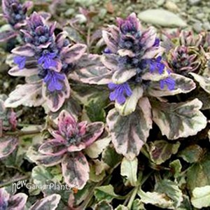 'Burgundy Glow' Bugleweed