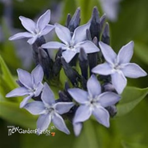 'Blue Ice' Amsonia Blue Star