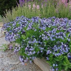 'Blue Ice' Amsonia Blue Star