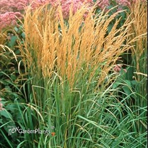 'Karl Foerster' Feather Reed Grass