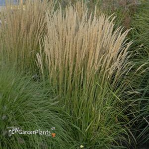 'Karl Foerster' Feather Reed Grass