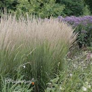 'Karl Foerster' Feather Reed Grass