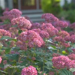 'INVINCIBELLE Spirit II' Hydrangea