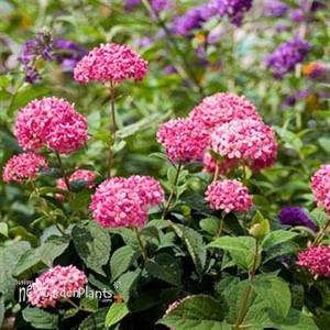 'INVINCIBELLE Spirit II' Hydrangea