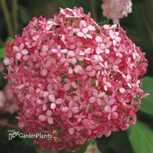 'INVINCIBELLE Spirit II' Hydrangea