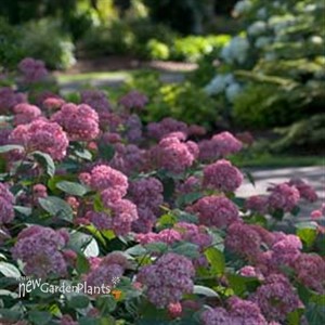 'INVINCIBELLE Spirit II' Hydrangea