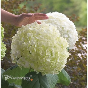 'Incrediball' Hydrangea
