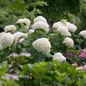 'Incrediball' Hydrangea