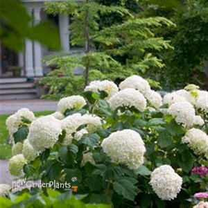 'Incrediball' Hydrangea