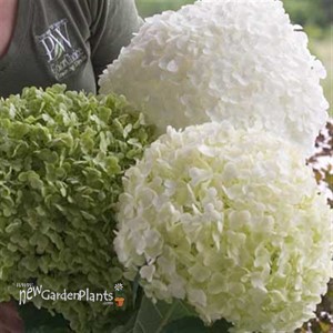 'Incrediball' Hydrangea