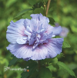 'Blue Chiffon' Hibiscus