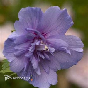 'Blue Chiffon' Hibiscus