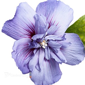 'Blue Chiffon' Hibiscus