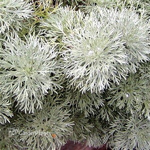 'Silver Mound' Artemisia