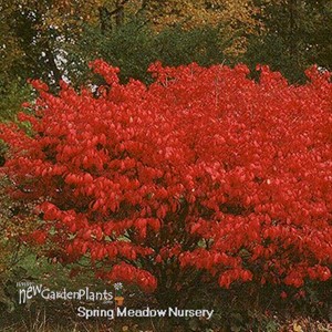 Burning Bush 'Fire Ball'