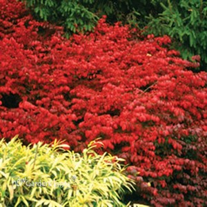 Burning Bush 'Fire Ball'