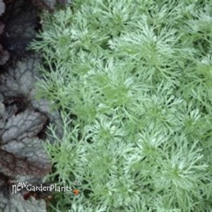 'Silver Mound' Artemisia