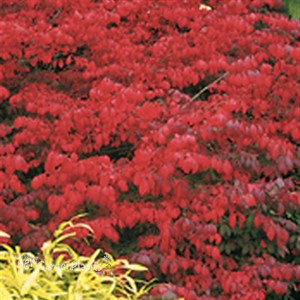 Burning Bush 'Fire Ball'