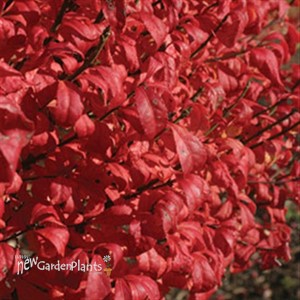 Burning Bush 'Fire Ball'
