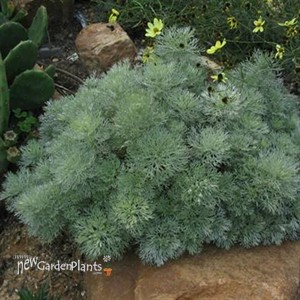 'Silver Mound' Artemisia