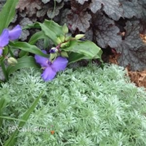 'Silver Mound' Artemisia