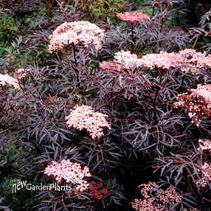 'Black Lace' Elderberry