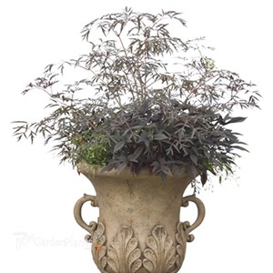 'Black Lace' Elderberry