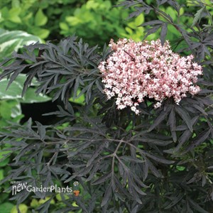 'Black Lace' Elderberry