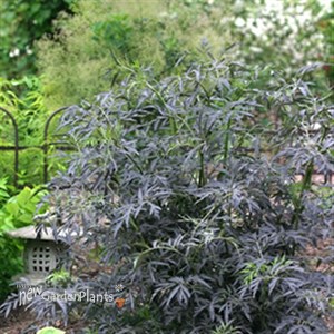 'Black Lace' Elderberry