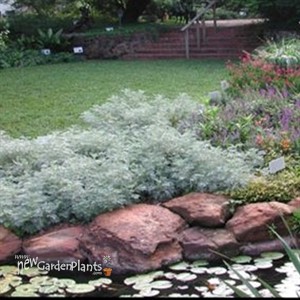 'Powis Castle' Wormwort, Mugwort