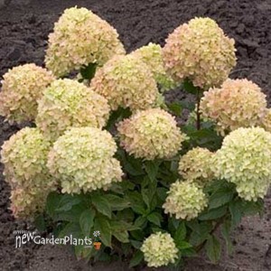 'Little Lime' Hydrangea