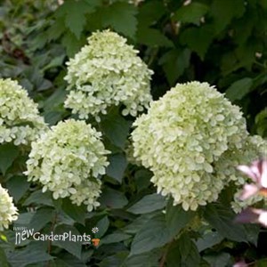 'Little Lime' Hydrangea
