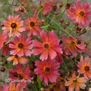 'Tahitian Sunset' ppaf