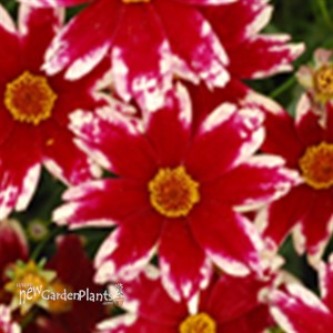'Ruby Frost'