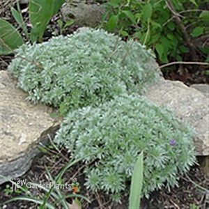 'Silver Mound' Artemisia