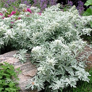 Wormwood 'SILVER BROCADE' 