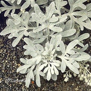 Wormwood 'SILVER BROCADE' 