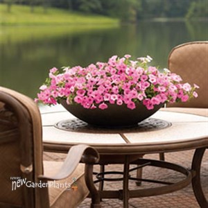 'Vista Bubblegum' PW