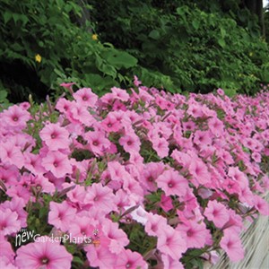 'Vista Bubblegum' PW