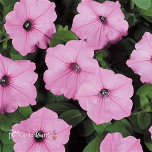 'Vista Bubblegum' PW