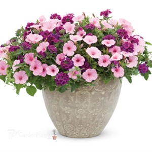 'Vista Bubblegum' PW