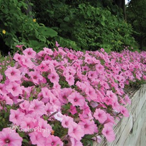 'Vista Bubblegum' PW