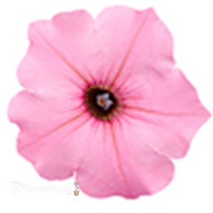 'Vista Bubblegum' PW